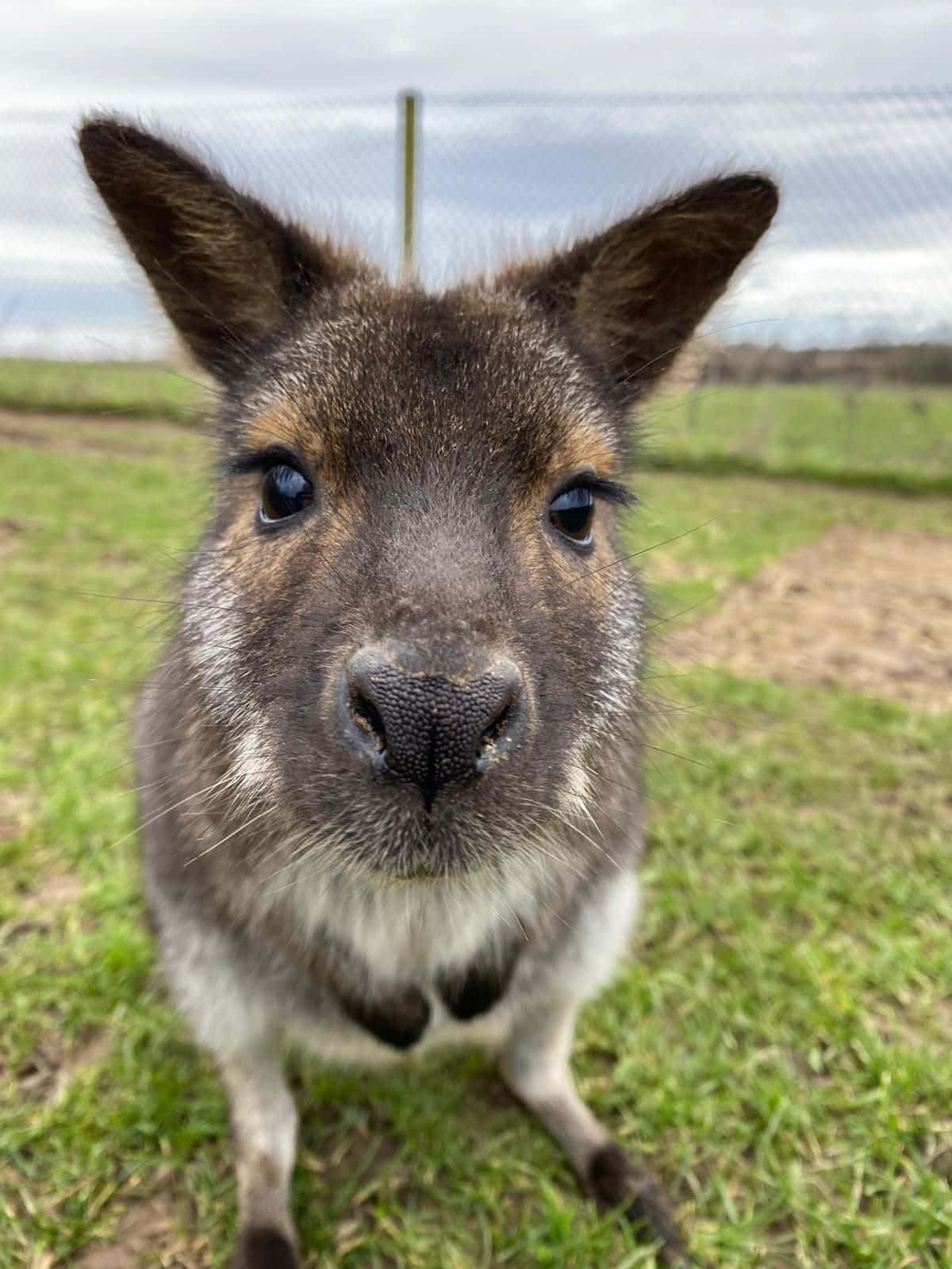 Curious Wallaby Close Up Wallpaper