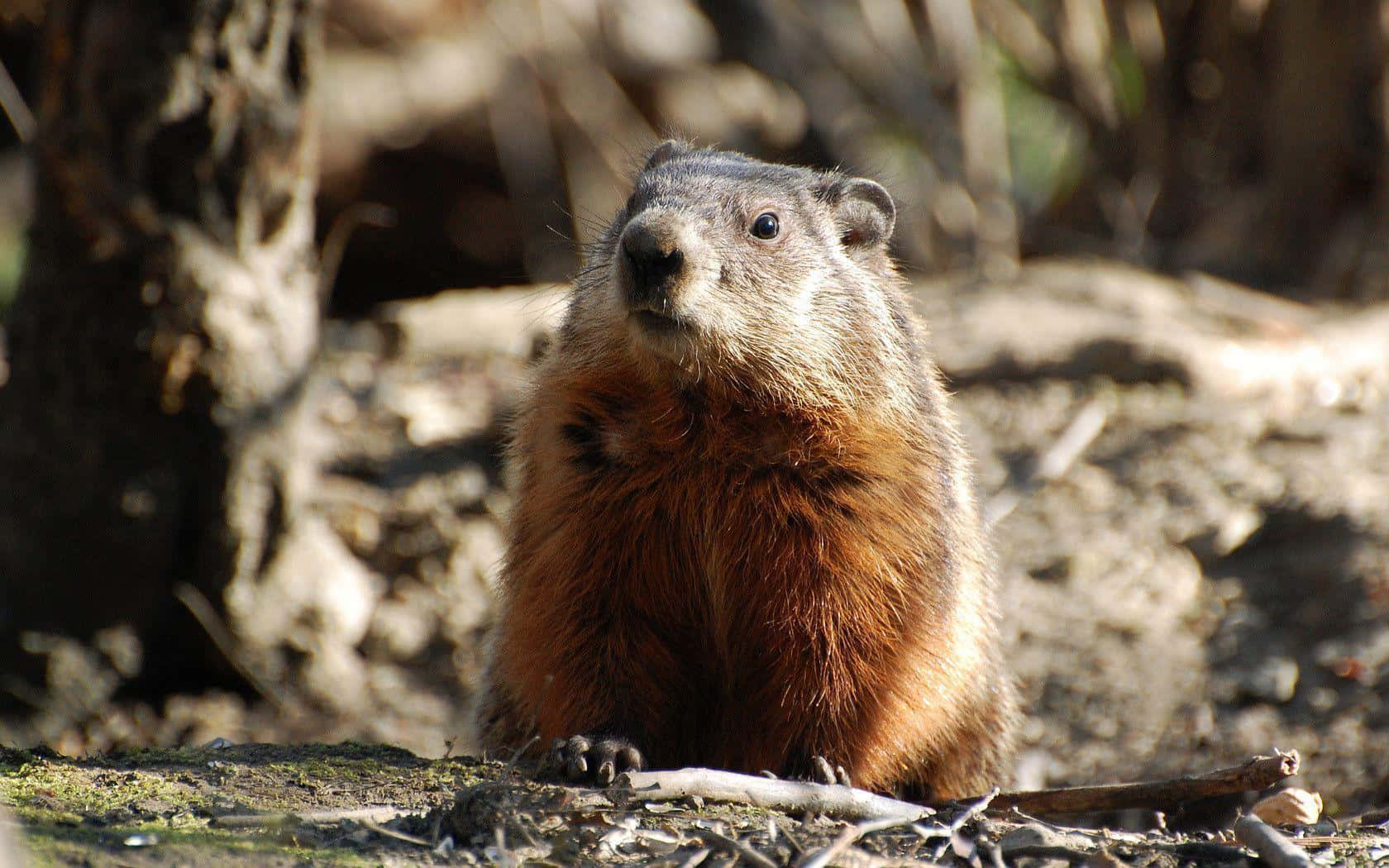 Curious Woodchuckin Nature.jpg Wallpaper