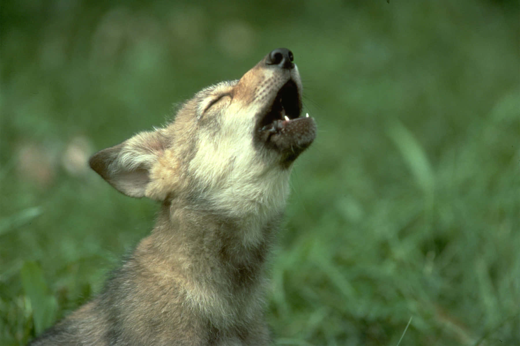 Curious Young Wolf Pup Exploring The Wild Wallpaper