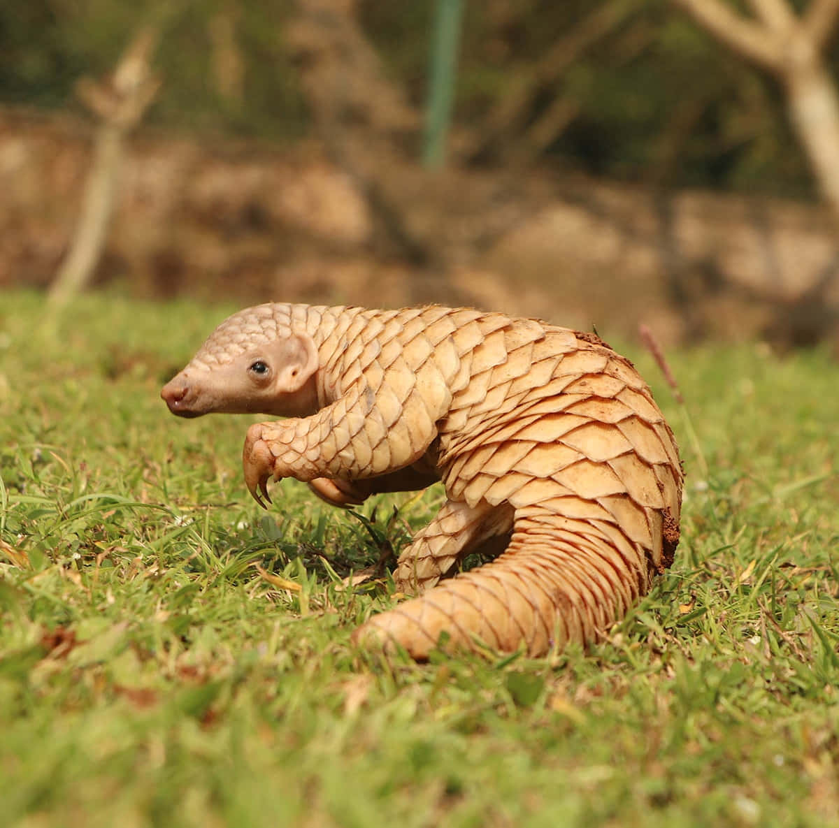 Curled Pangolinin Grass Wallpaper