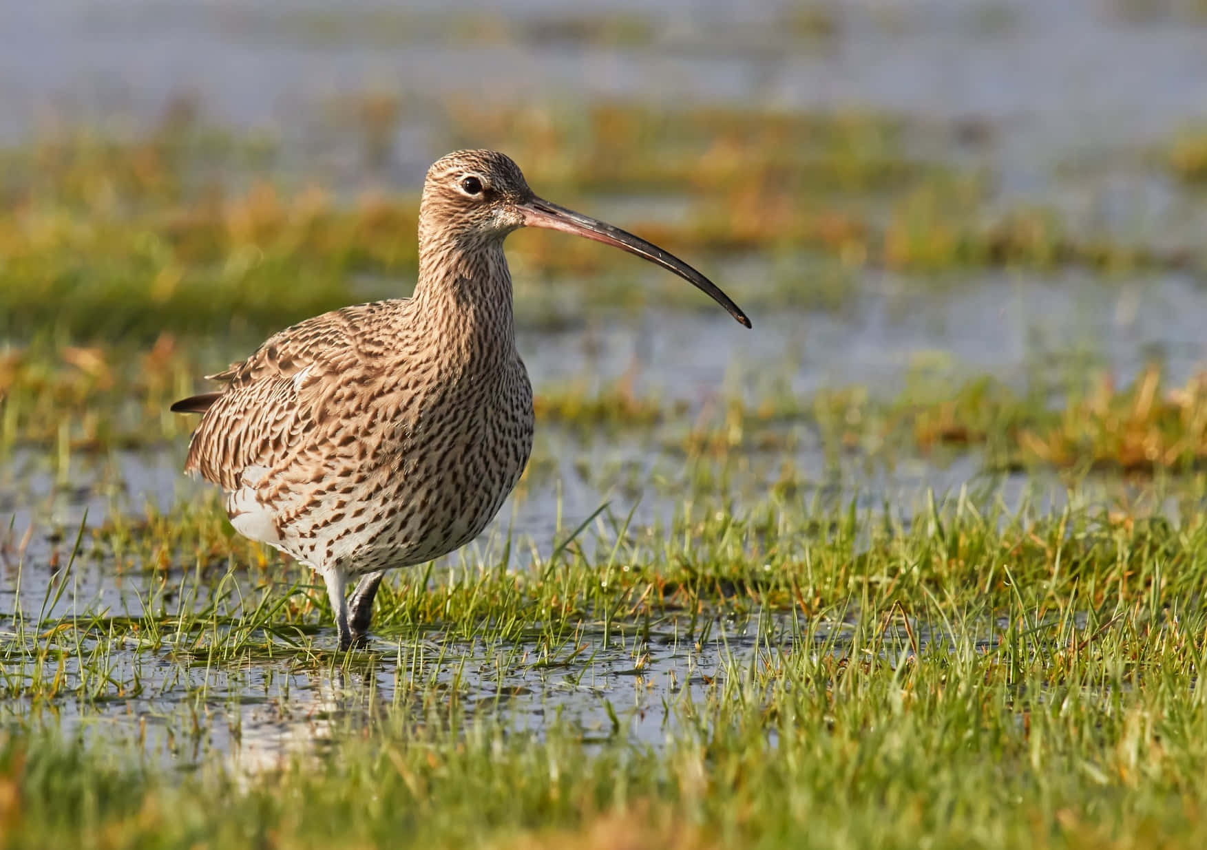 Curlewin Wetland Grass.jpg Wallpaper