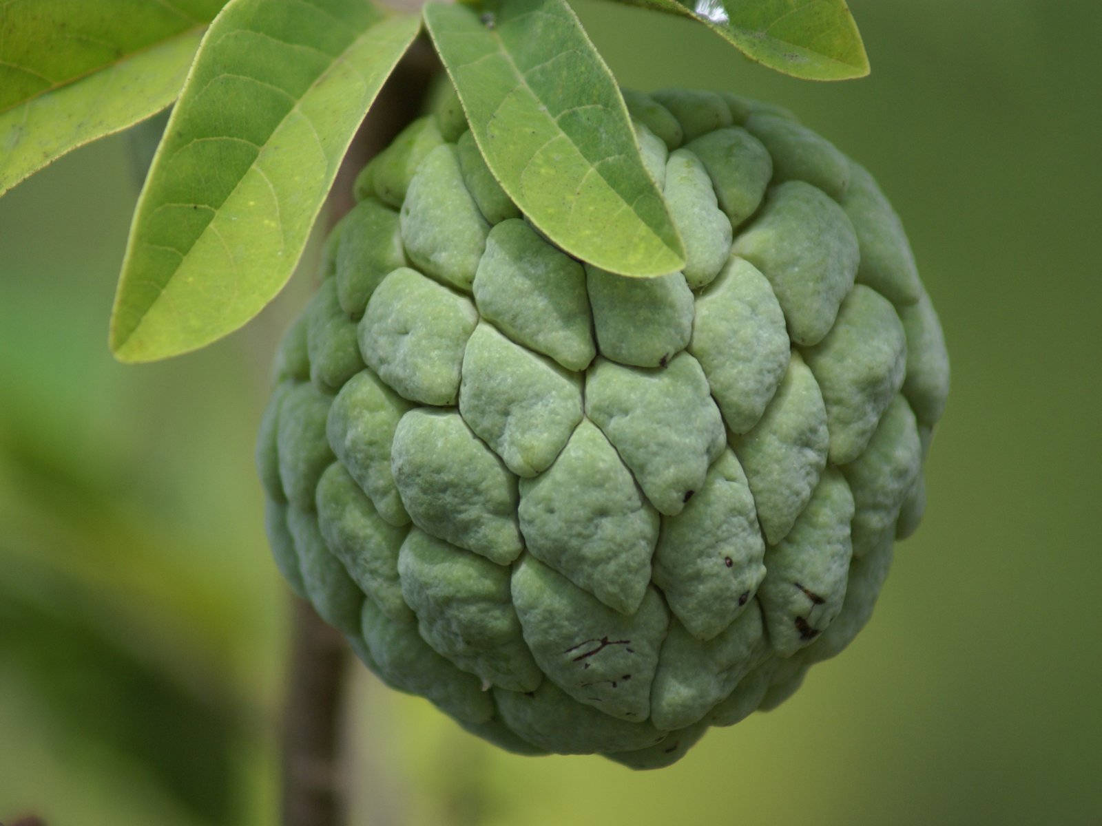 Custard Apple Small Branch Wallpaper