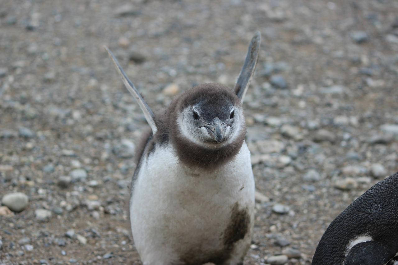 Cute Angry Baby Penguin Wallpaper