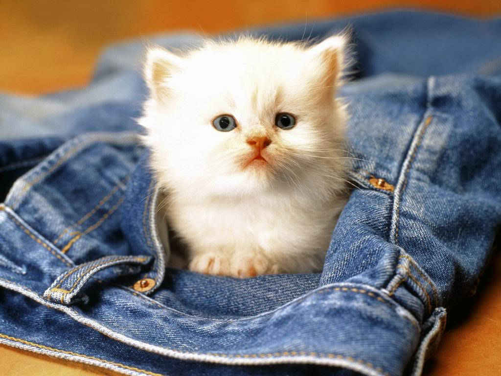 Cute Animal Cat On Denim Wallpaper