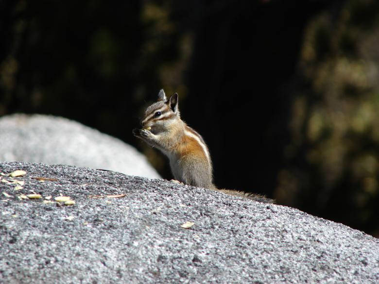 Cute Animal Chipmunk Wallpaper