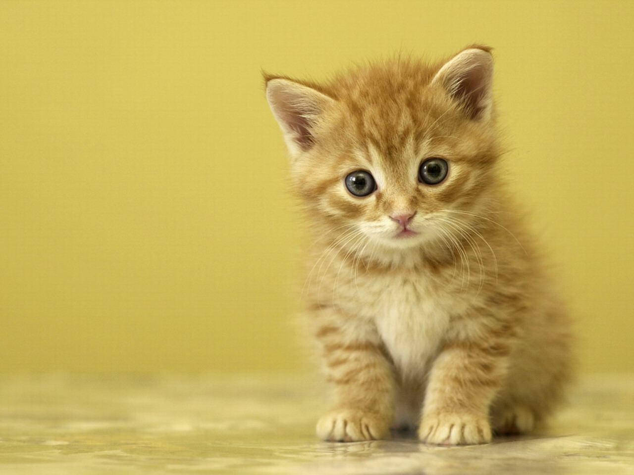 Cute Animal Munchkin Cat Wallpaper