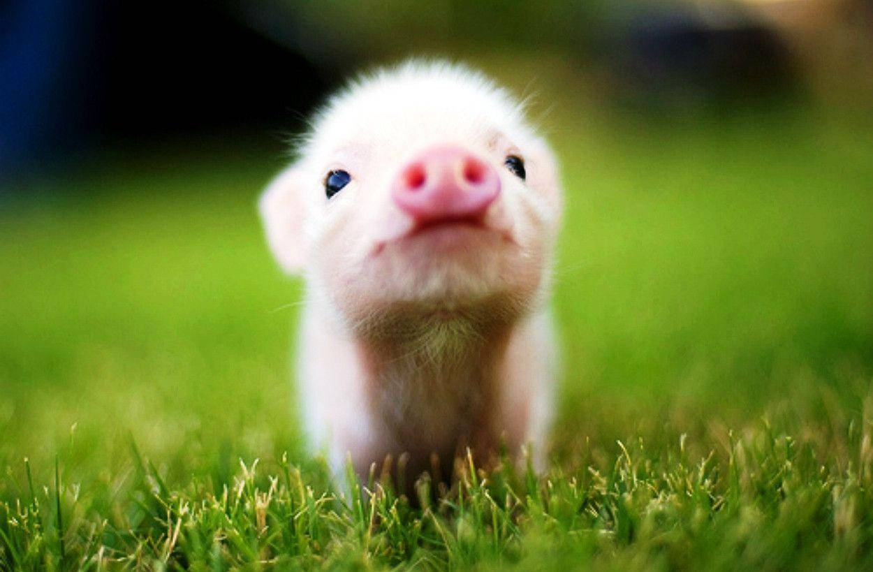 Cute Animal Piglet Wallpaper