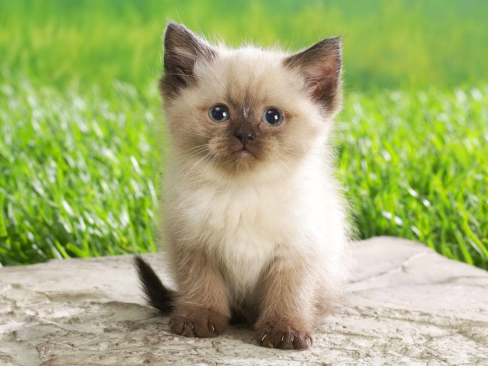 Cute Animal Ragdoll Cat Wallpaper