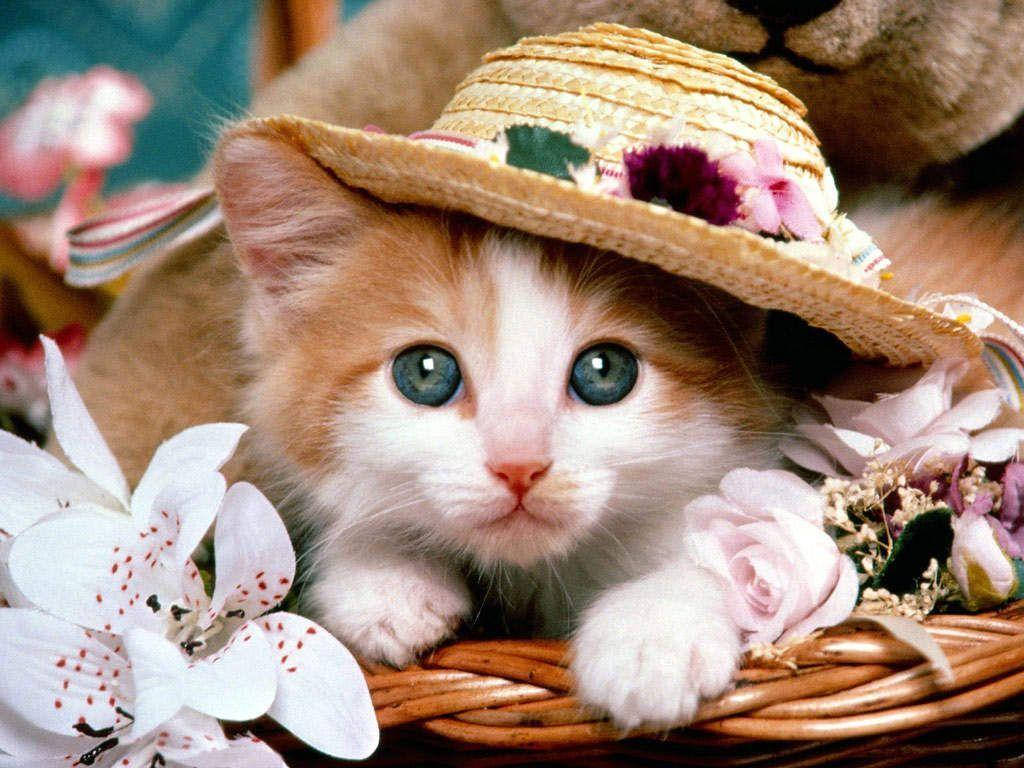 Cute Animal Stylish Cat Wallpaper