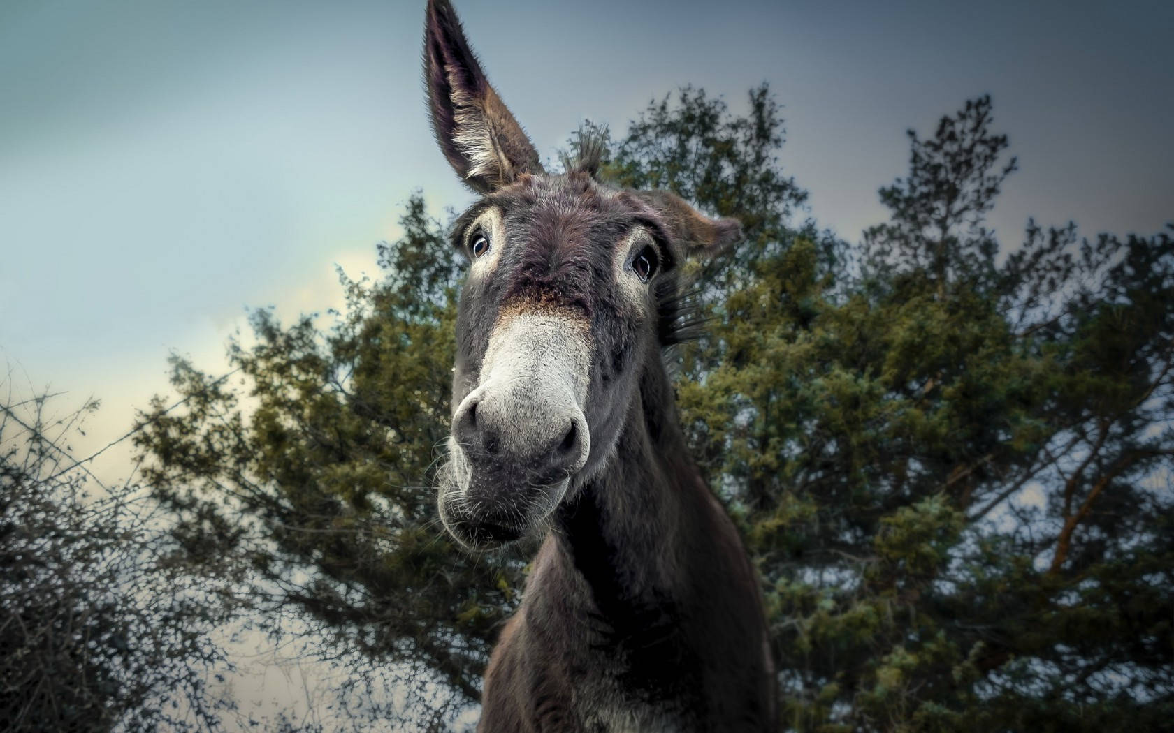 Cute Black Donkey Wallpaper