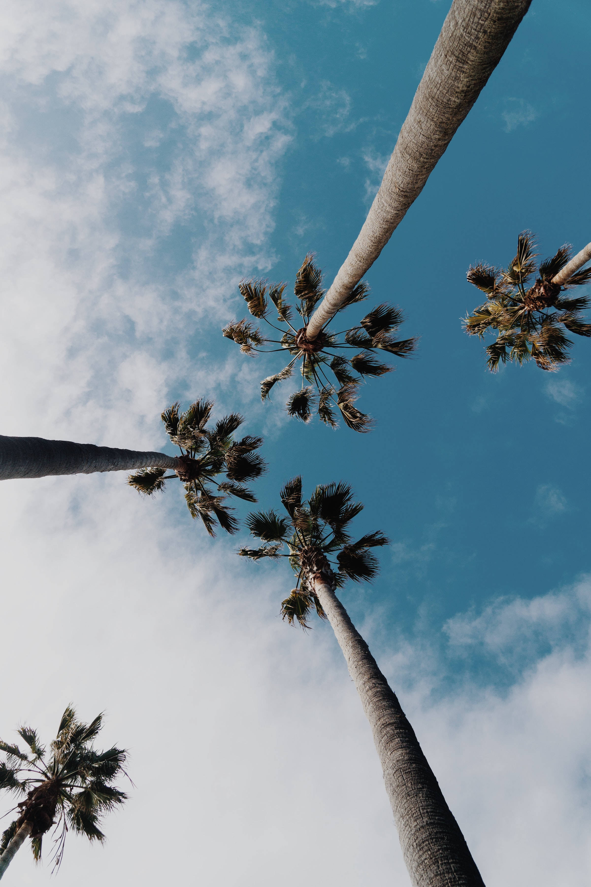 Cute Blue Aesthetic Coconut Trees And Sky Wallpaper