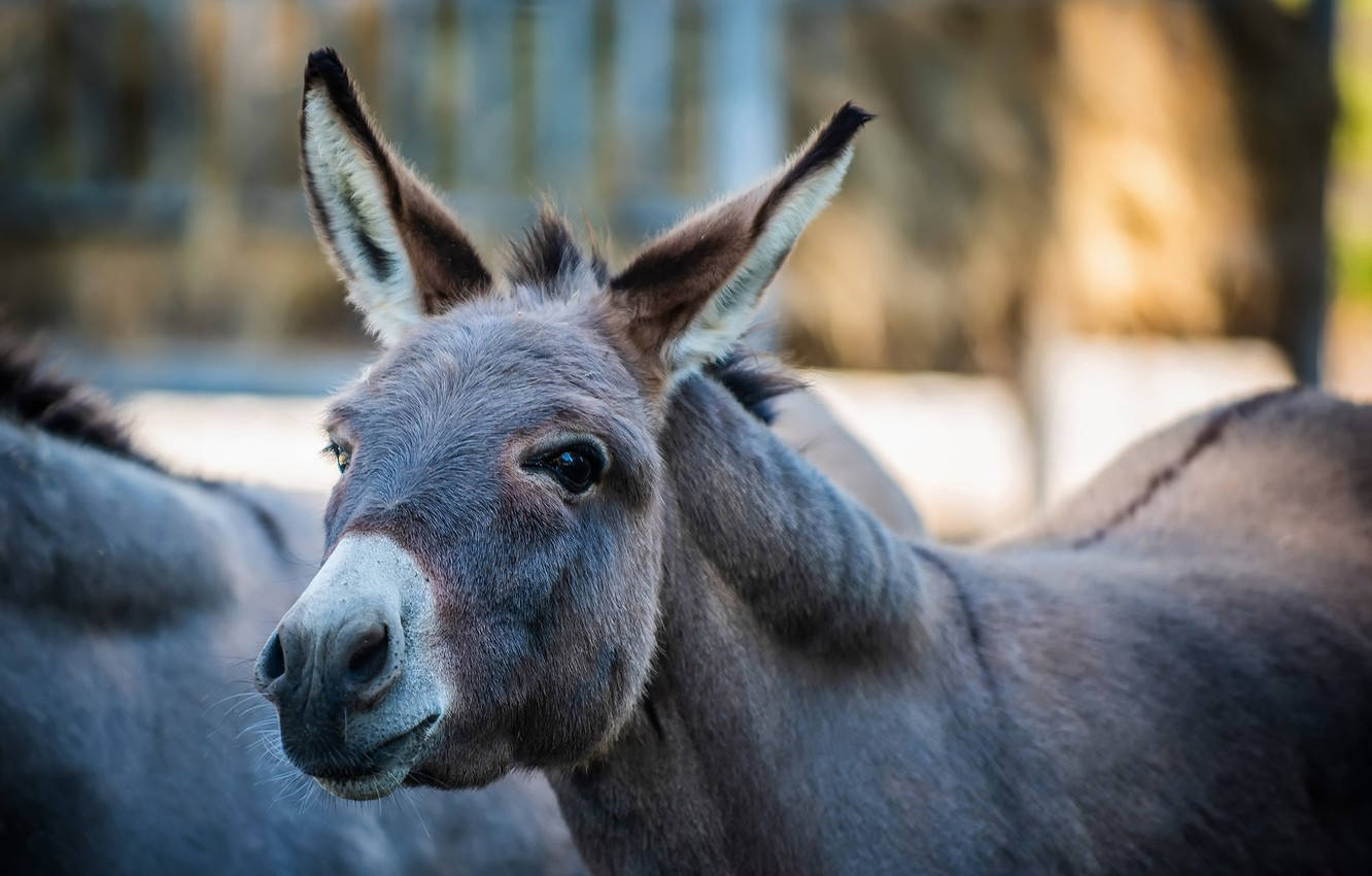 Cute Brown Donkey Wallpaper