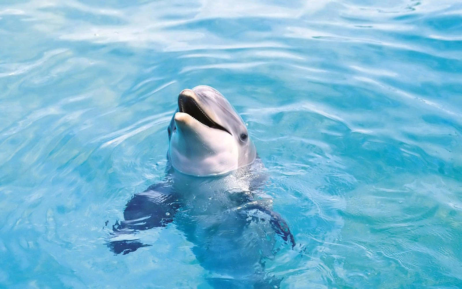 Cute Cool Dolphin Wallpaper