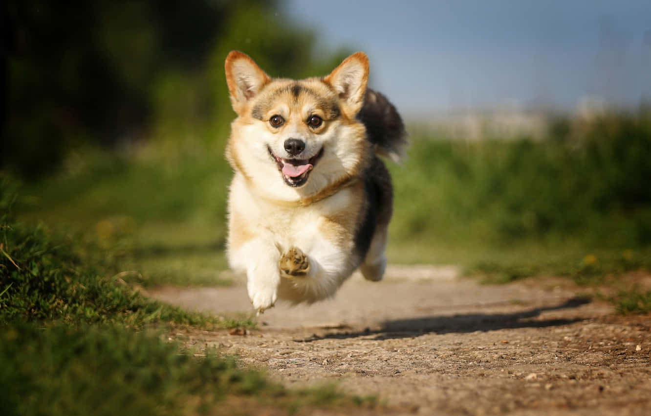 Cute Corgi Dog Airborne Wallpaper