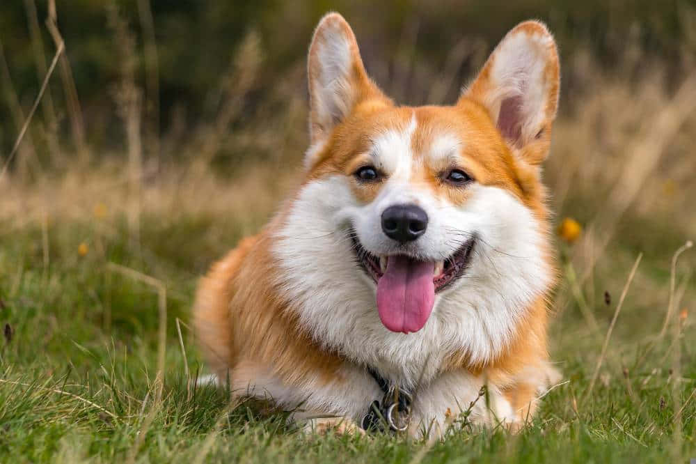 Cute Corgi Dog Tongue Out Wallpaper