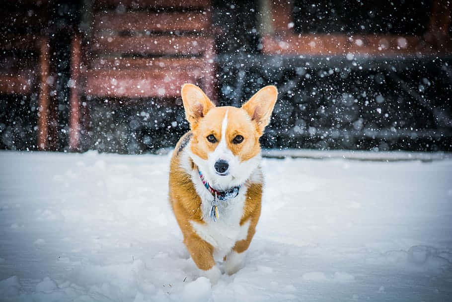 Cute Corgi In Snow Wallpaper