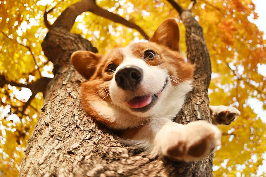 Cute Corgi In Tree Trunk Wallpaper