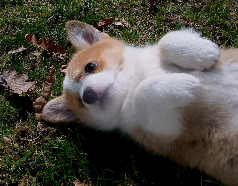 Cute Corgi Lying On Grass Wallpaper