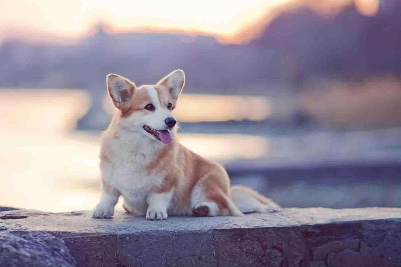 Cute Corgi Photo Baywalk Wallpaper