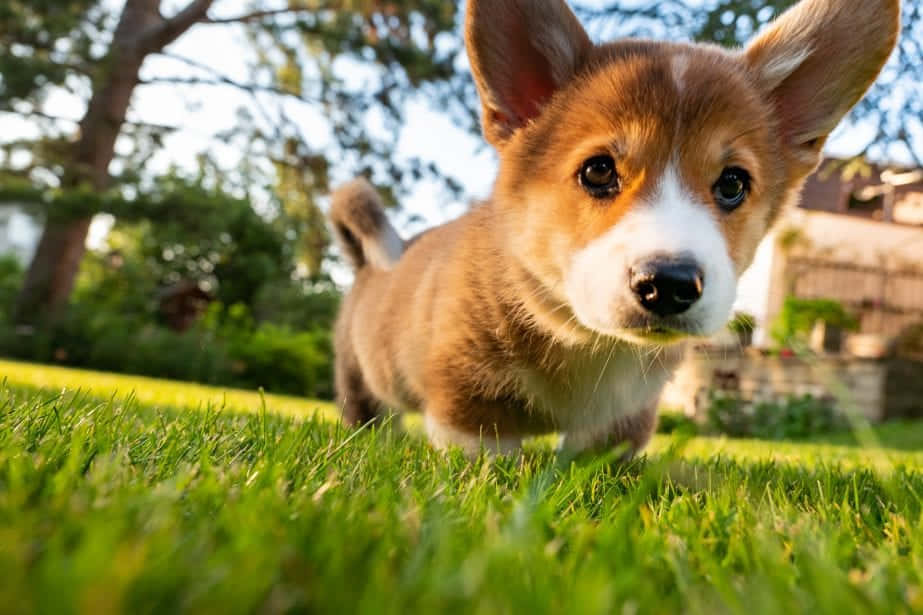 Cute Corgi Puppy Closeup Wallpaper