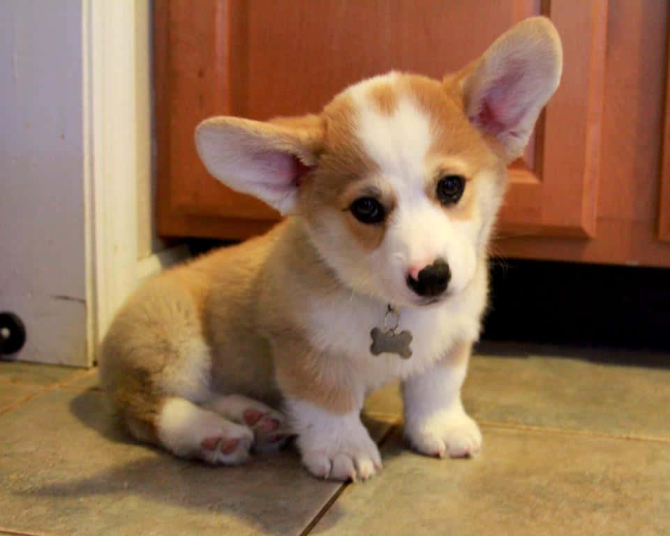 Cute Corgi Puppy Dog Face Wallpaper