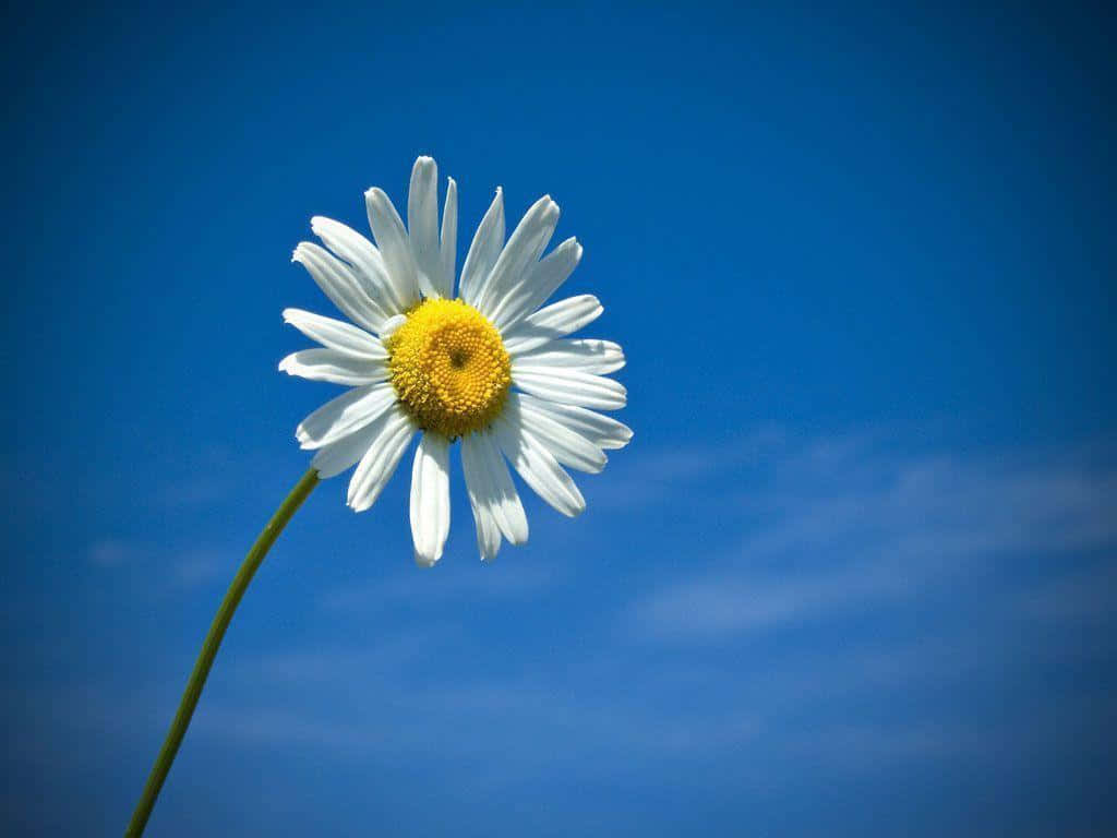 Cute Daisy Flower Blue Sky Vignette Wallpaper