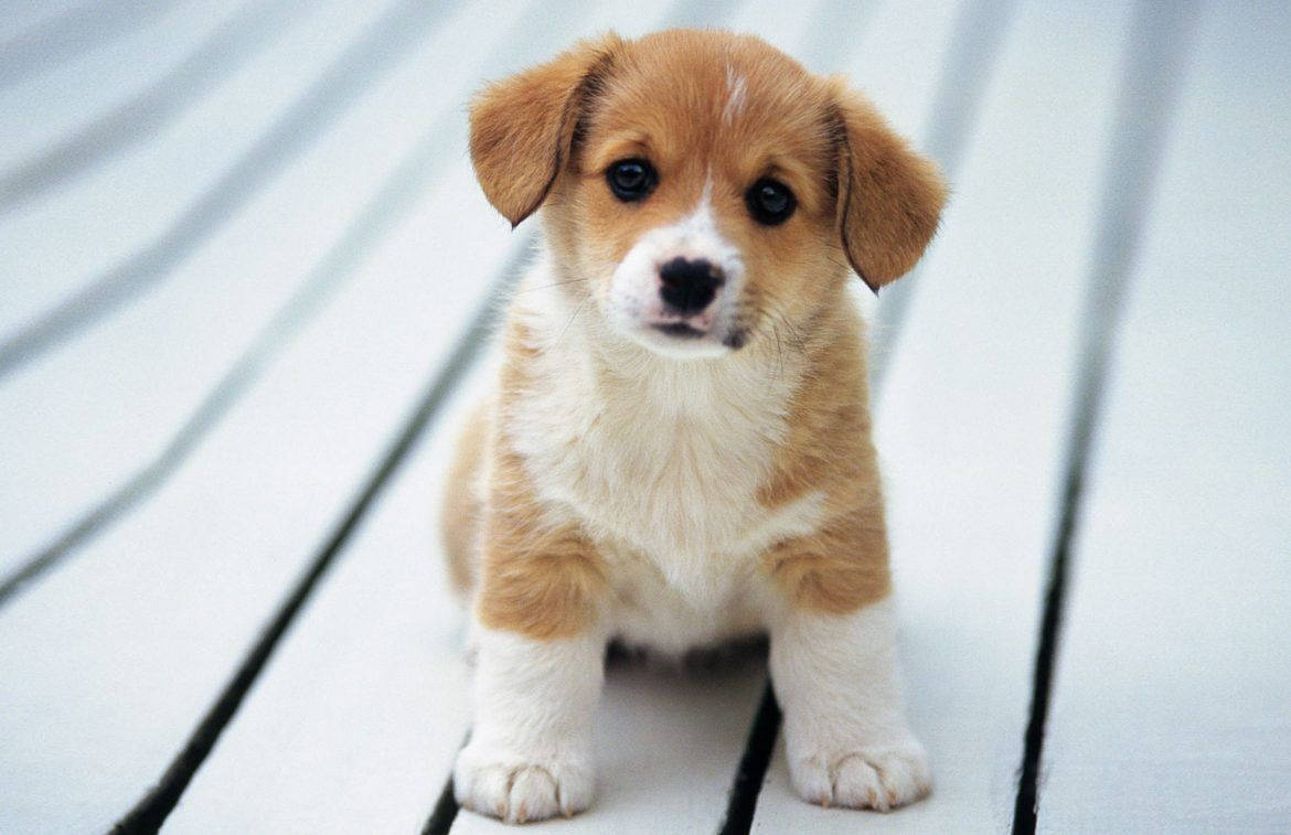 Cute Dog Corgi Curious Wallpaper