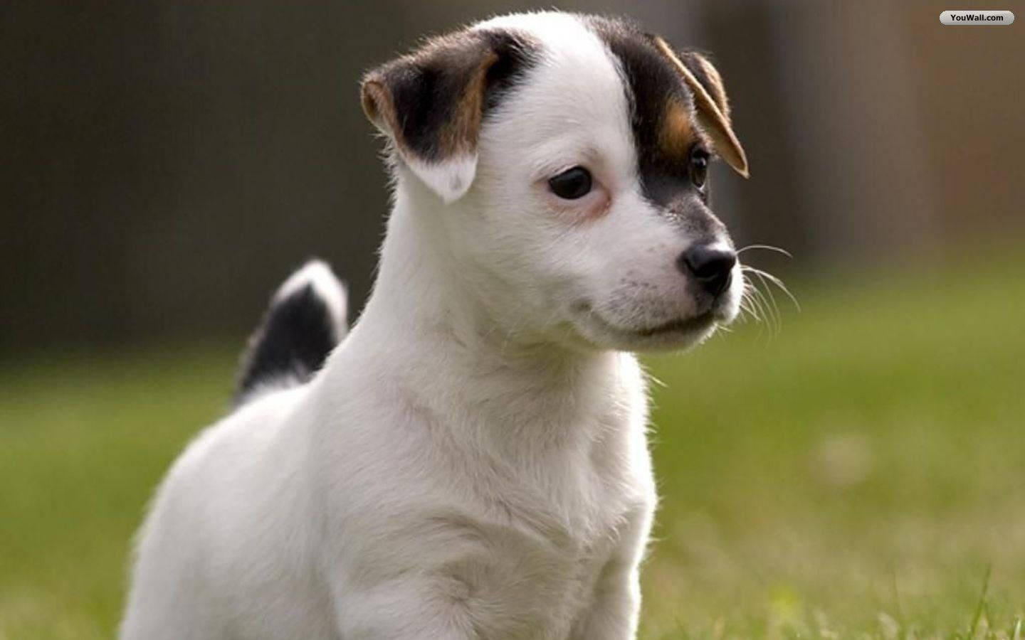 Cute Dog Jack Russell Wallpaper