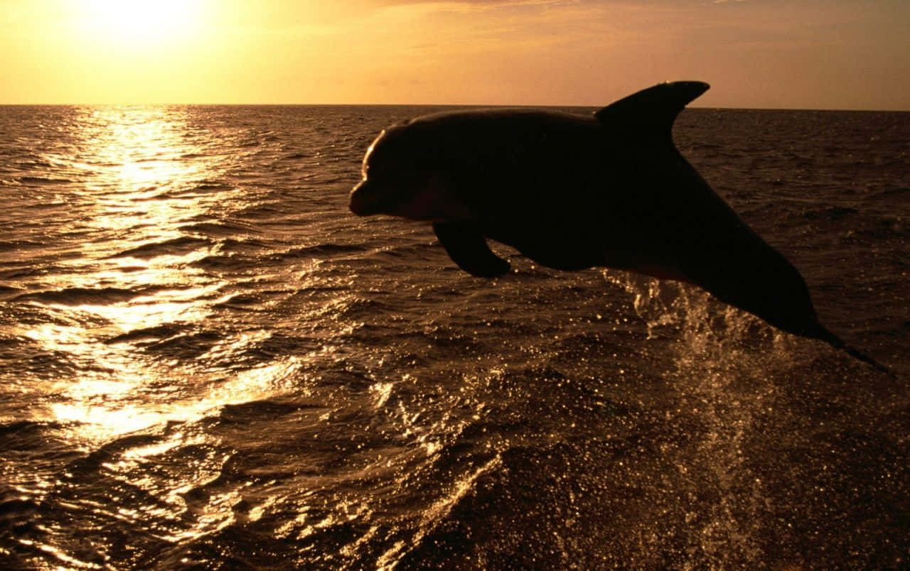 Cute Dolphin Sunset Wallpaper