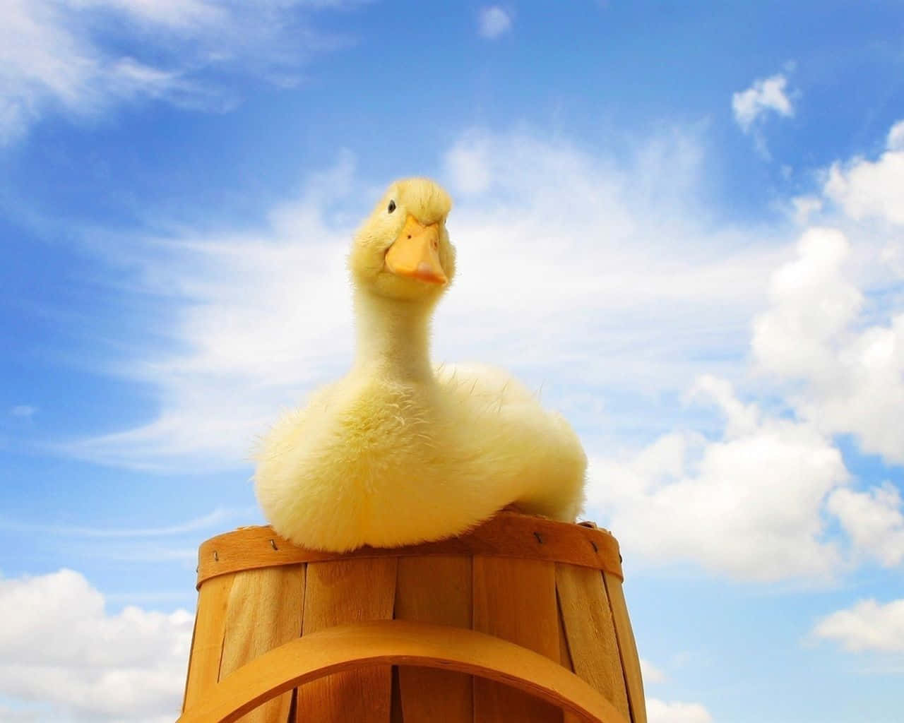 Cute Duck On A Wooden Bucket Wallpaper