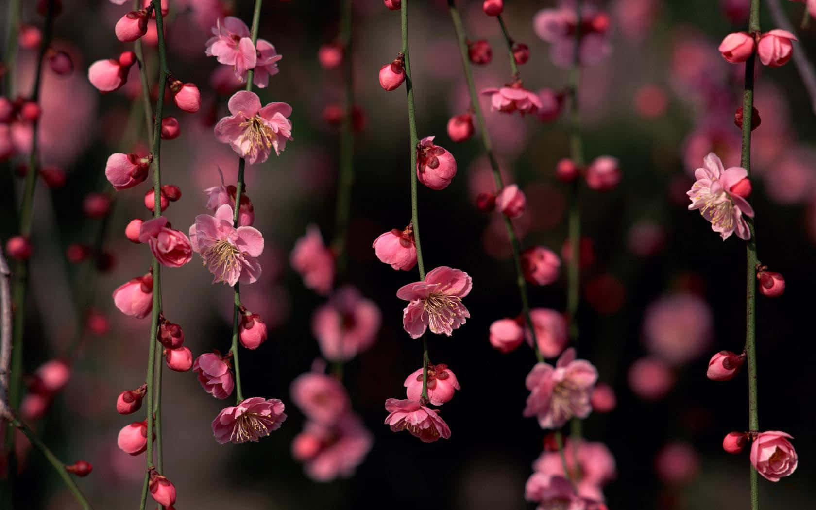 Cute Flower Vines Wallpaper