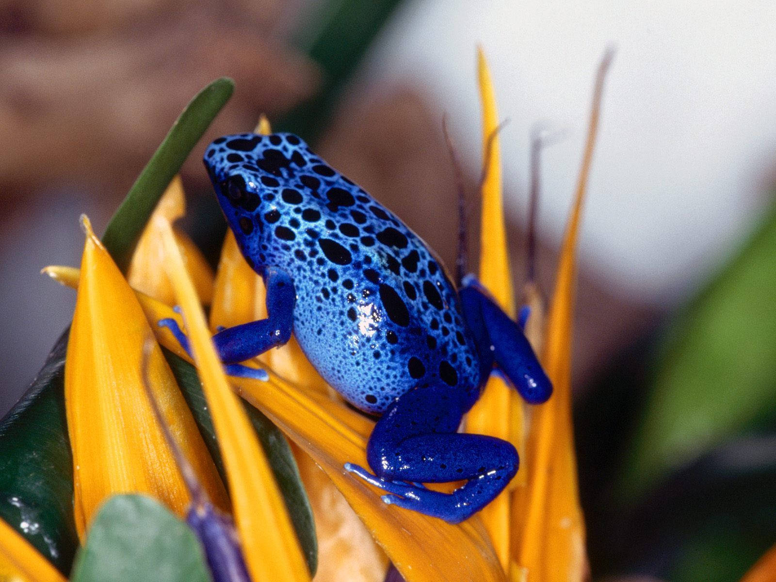 Cute Frog And Yellow Flower Wallpaper