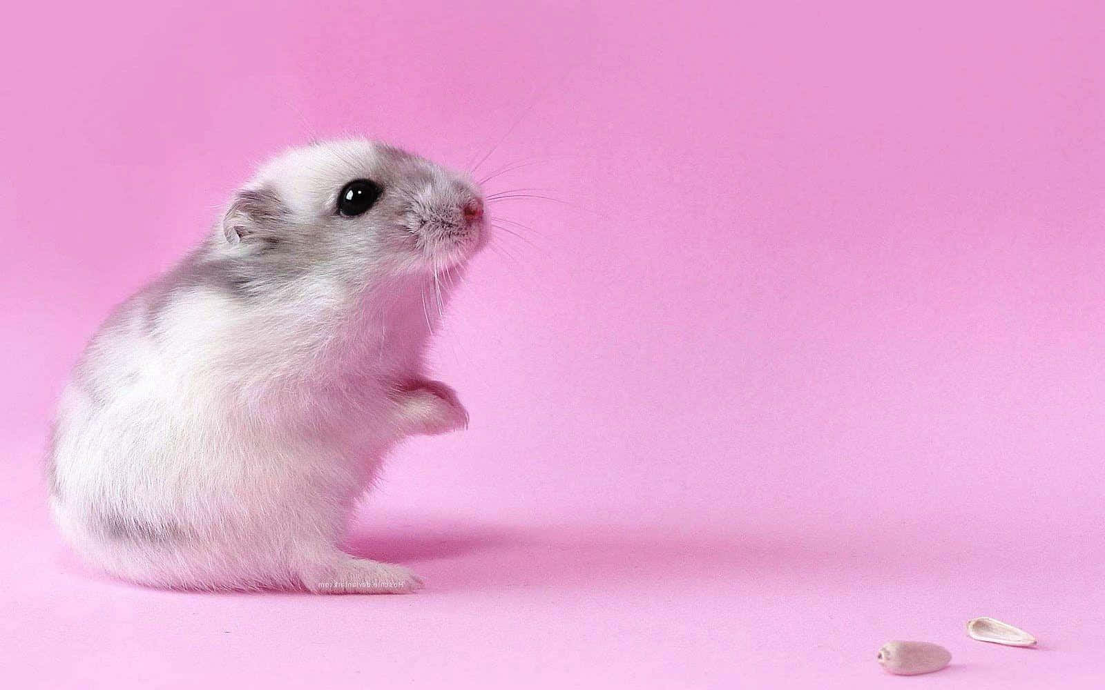 Cute Hamster On Pink Background.jpg Wallpaper