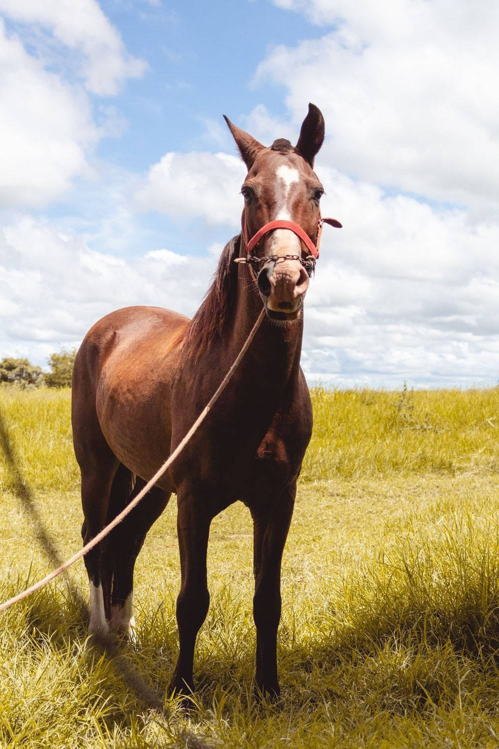 Cute Horse With Leash Wallpaper