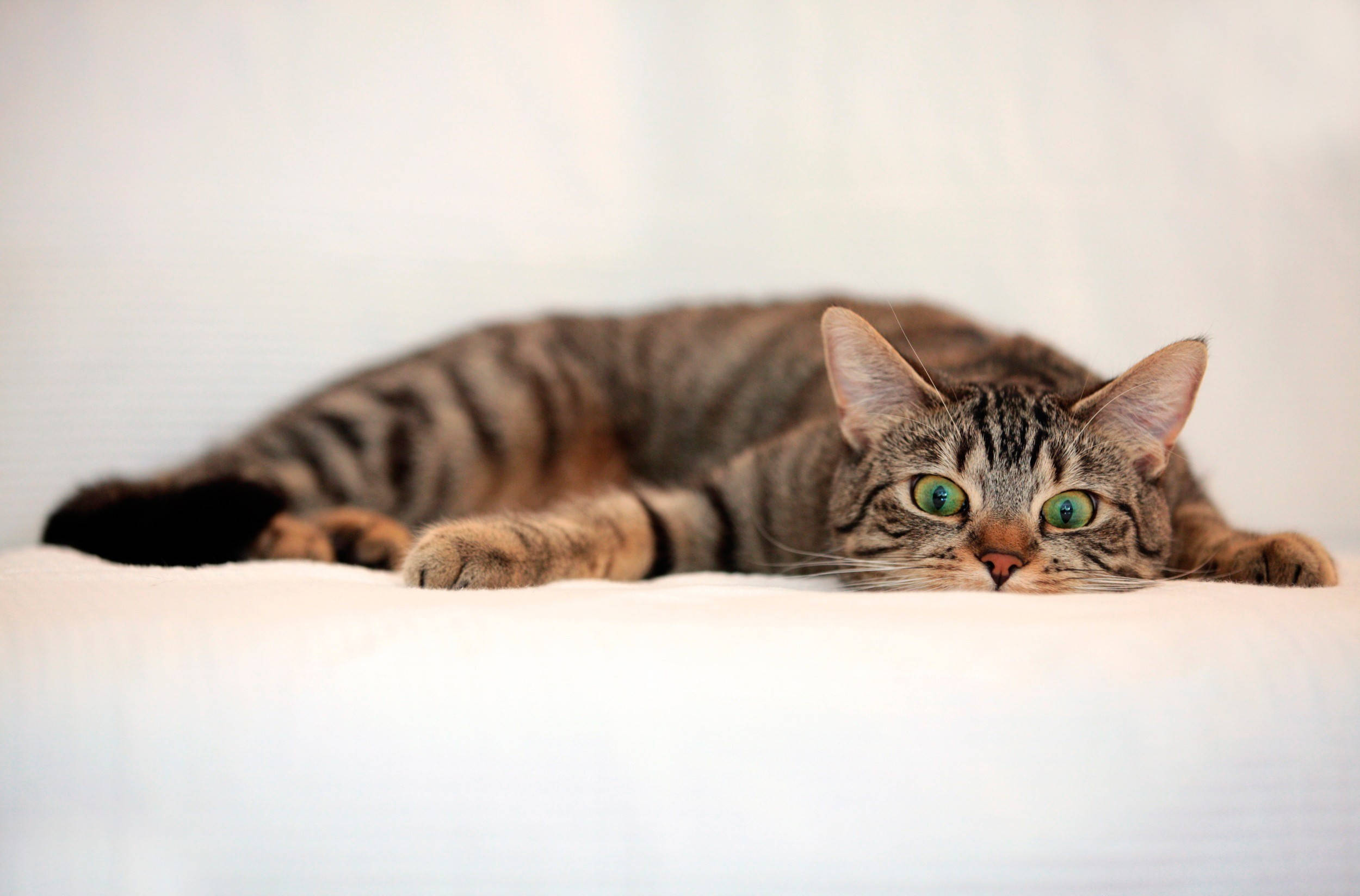 Cute Kitty Lazing On White Sheets Wallpaper