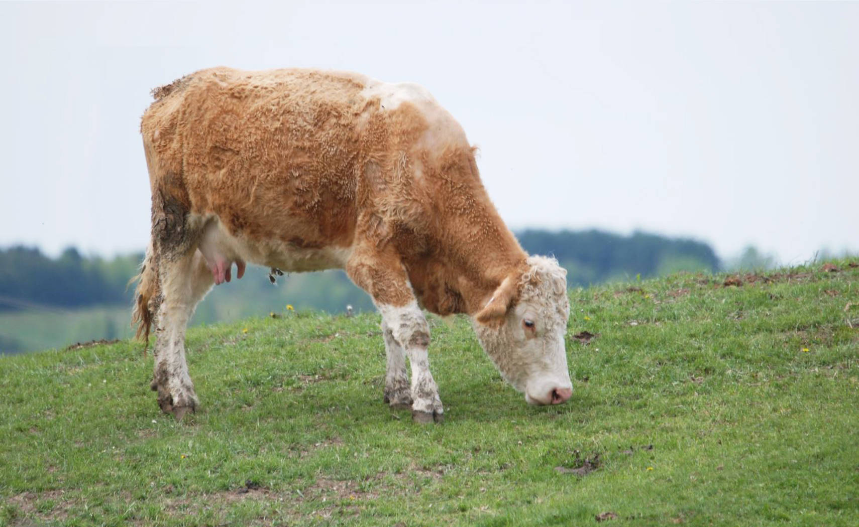 Cute Light Brown Cow On A Hill Wallpaper