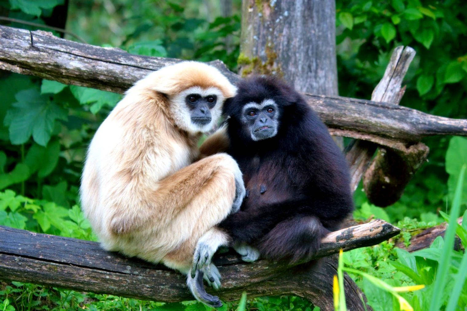 Cute Little Gibbons Wallpaper