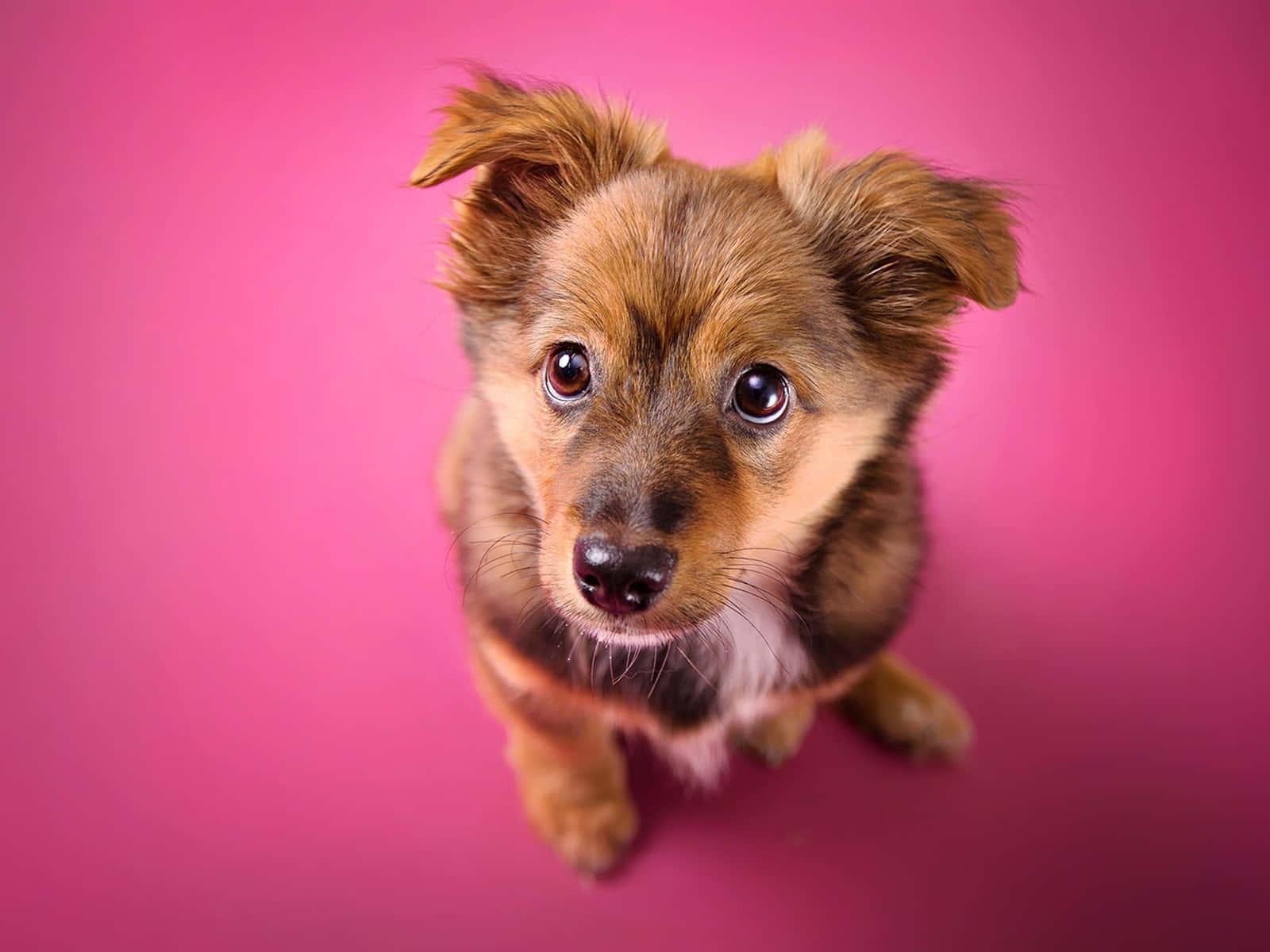 Cute Pink Puppies Cuddling And Sleeping Wallpaper