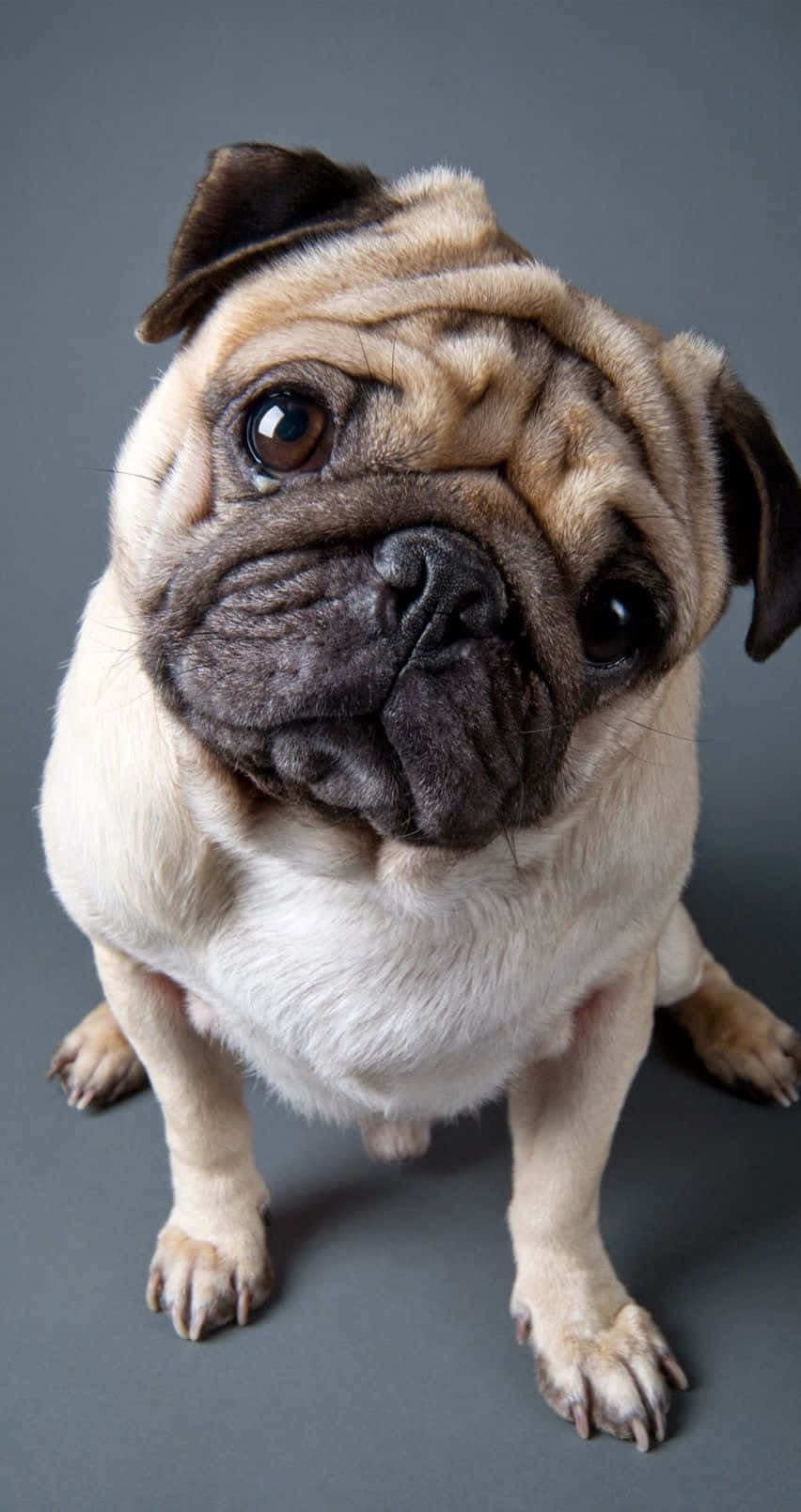 Cute Pug Curiously Tilting Its Head Wallpaper