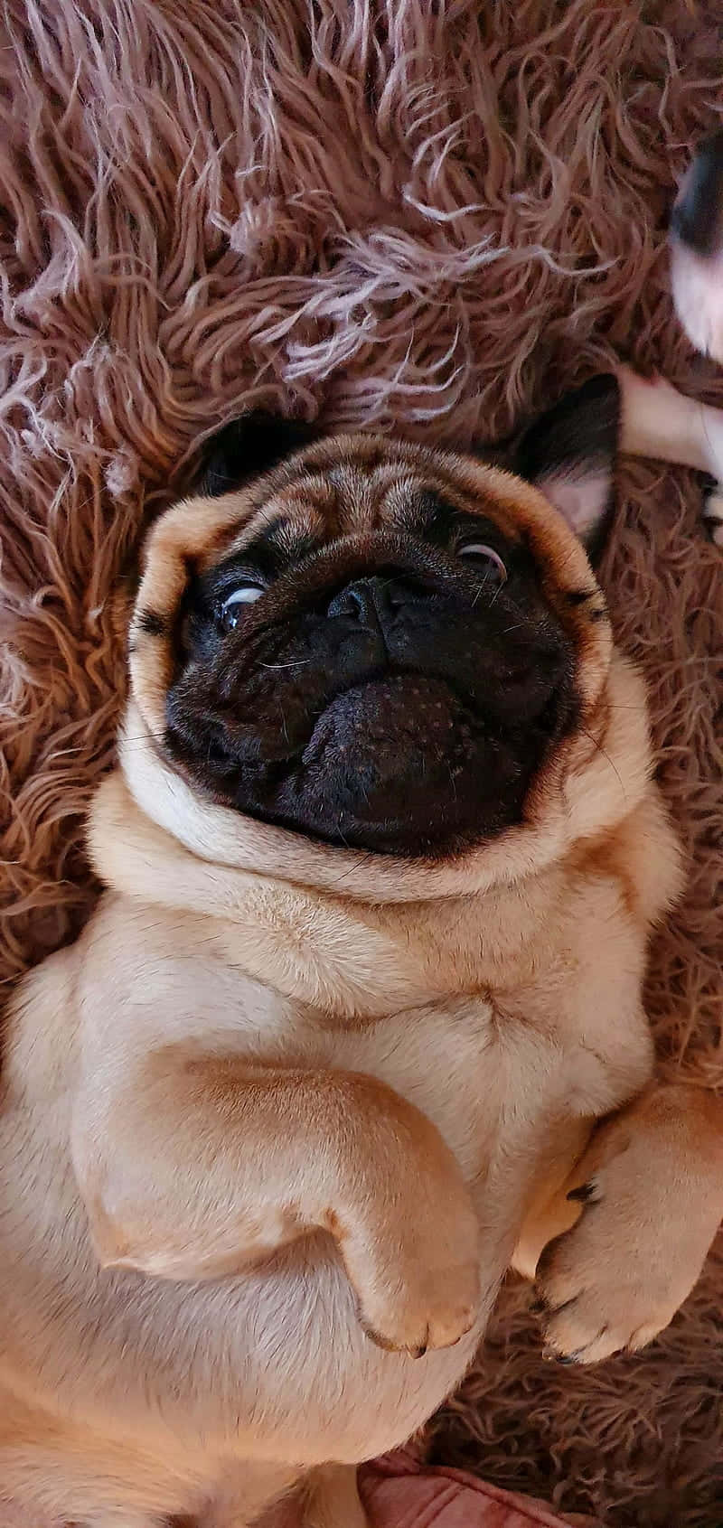 Cute Pug Lying On A Rug Wallpaper