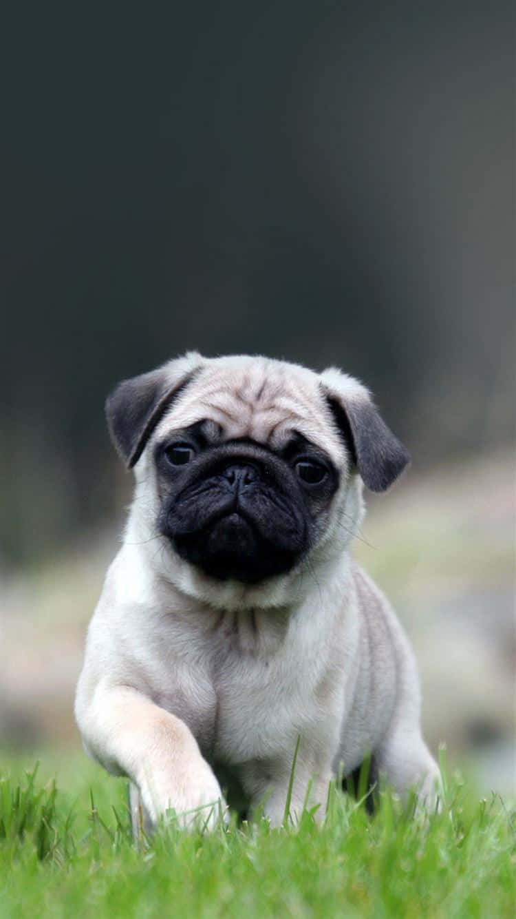 Cute Pug Lying On The Grass Wallpaper