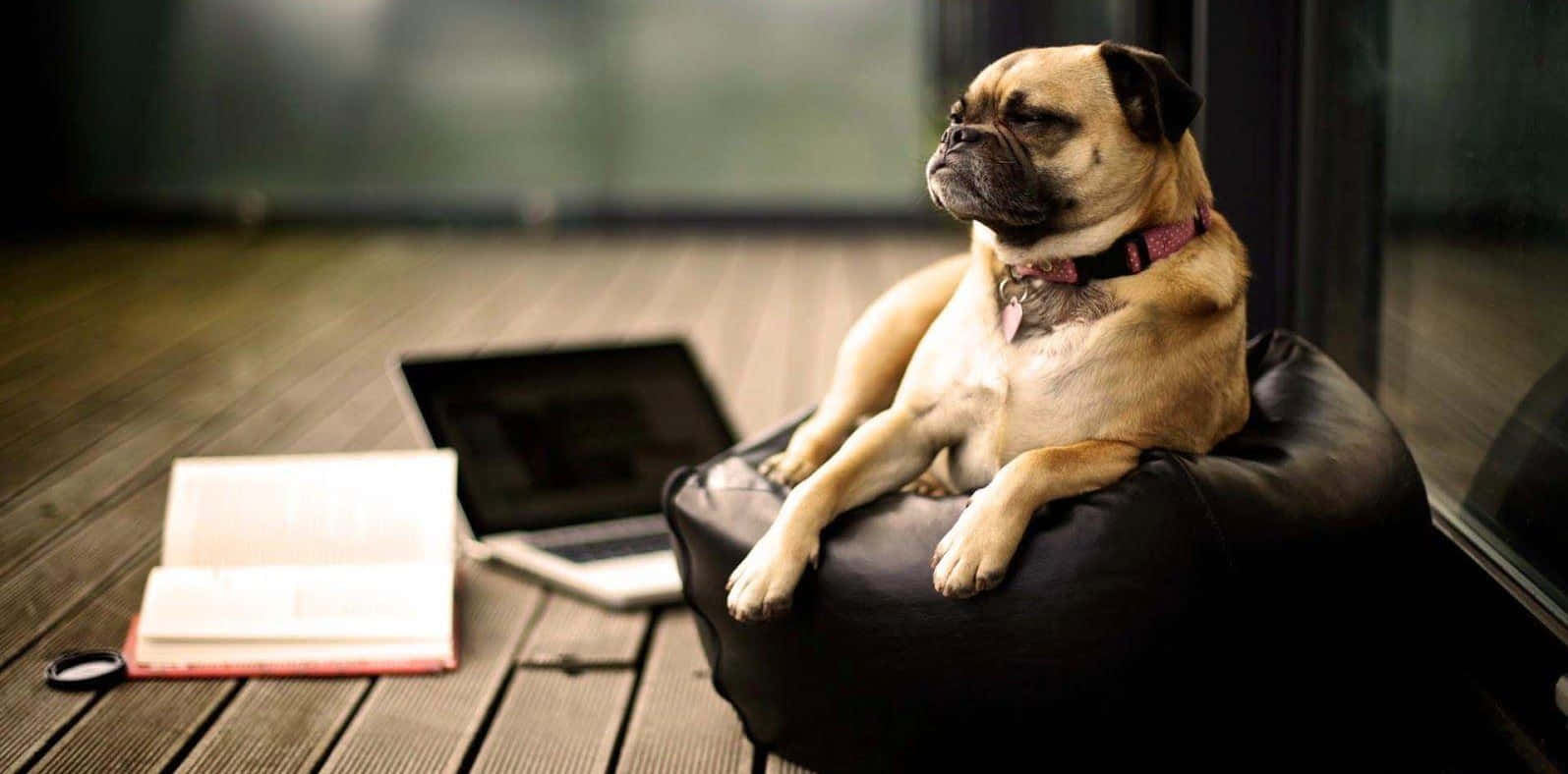 Cute Pug Resting On A Bean Sofa Wallpaper