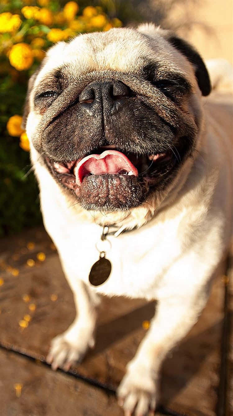 Cute Pug Smiling Under The Sunlight Wallpaper