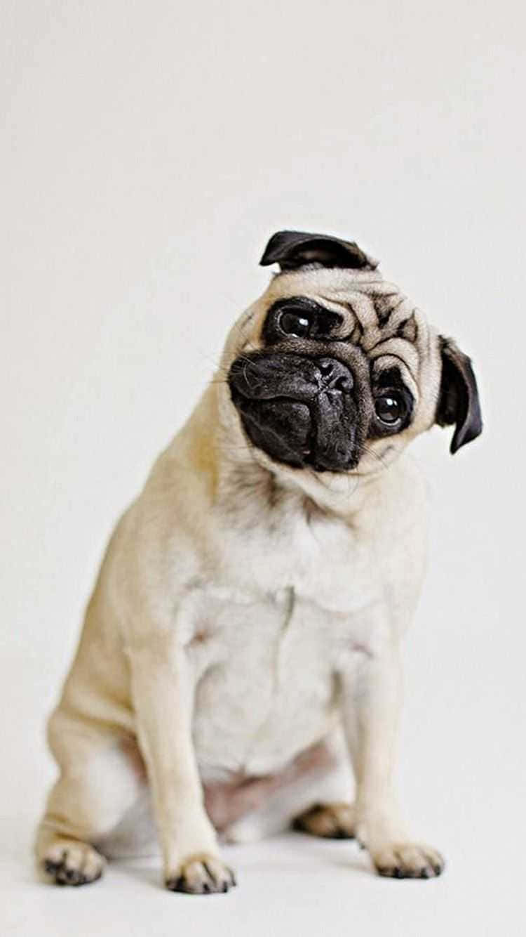 Cute Pug Tilting Its Head Wallpaper