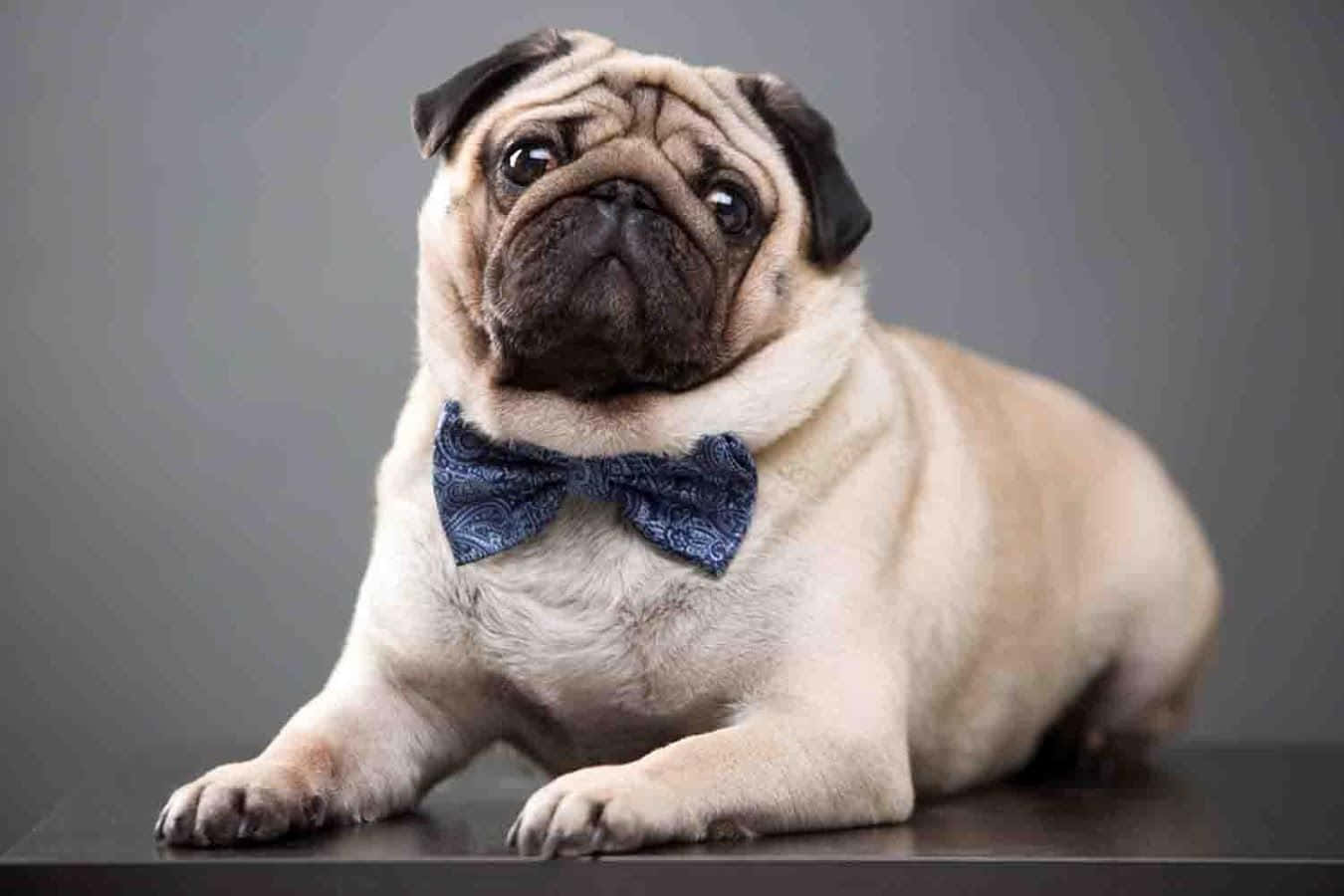 Cute Pug Wearing A Bowtie Wallpaper