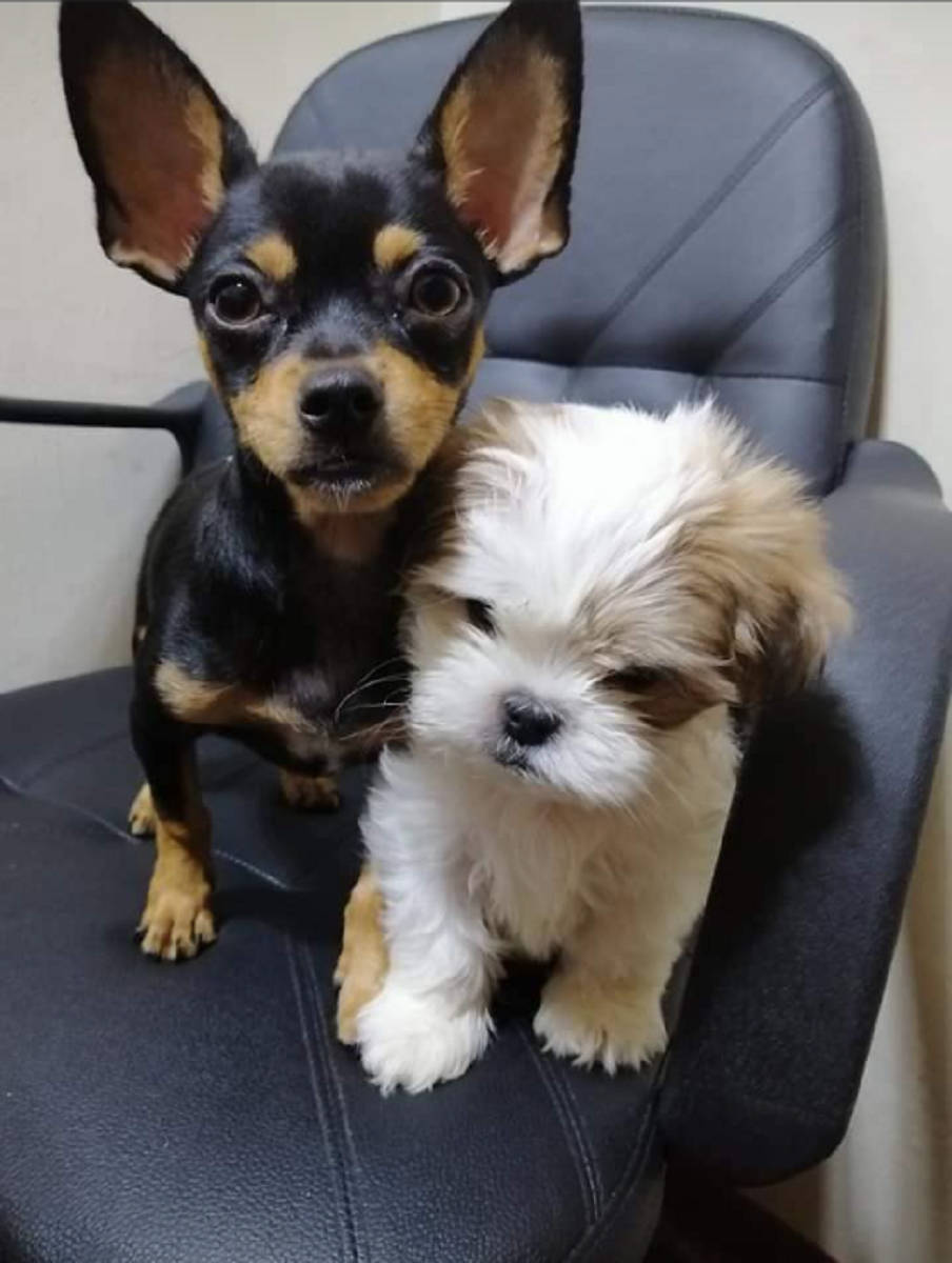 Cute Puppy Dog Sitting In An Office Chair Wallpaper