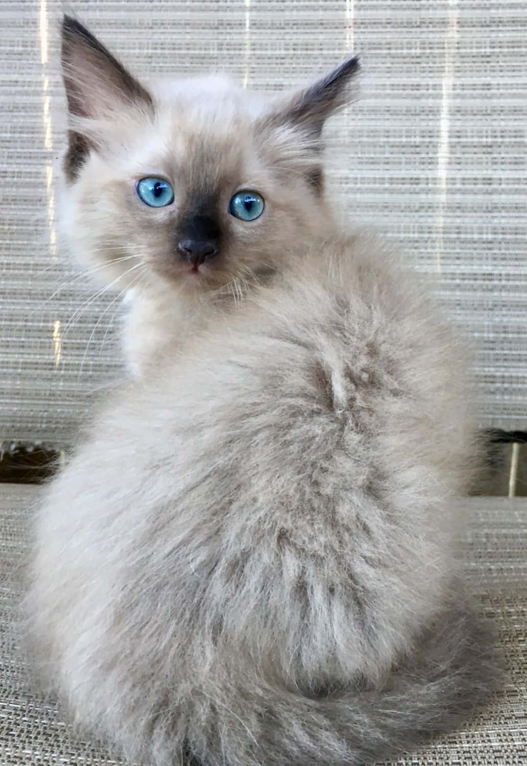 Cute Ragdoll Cat Lounging On A Couch Wallpaper