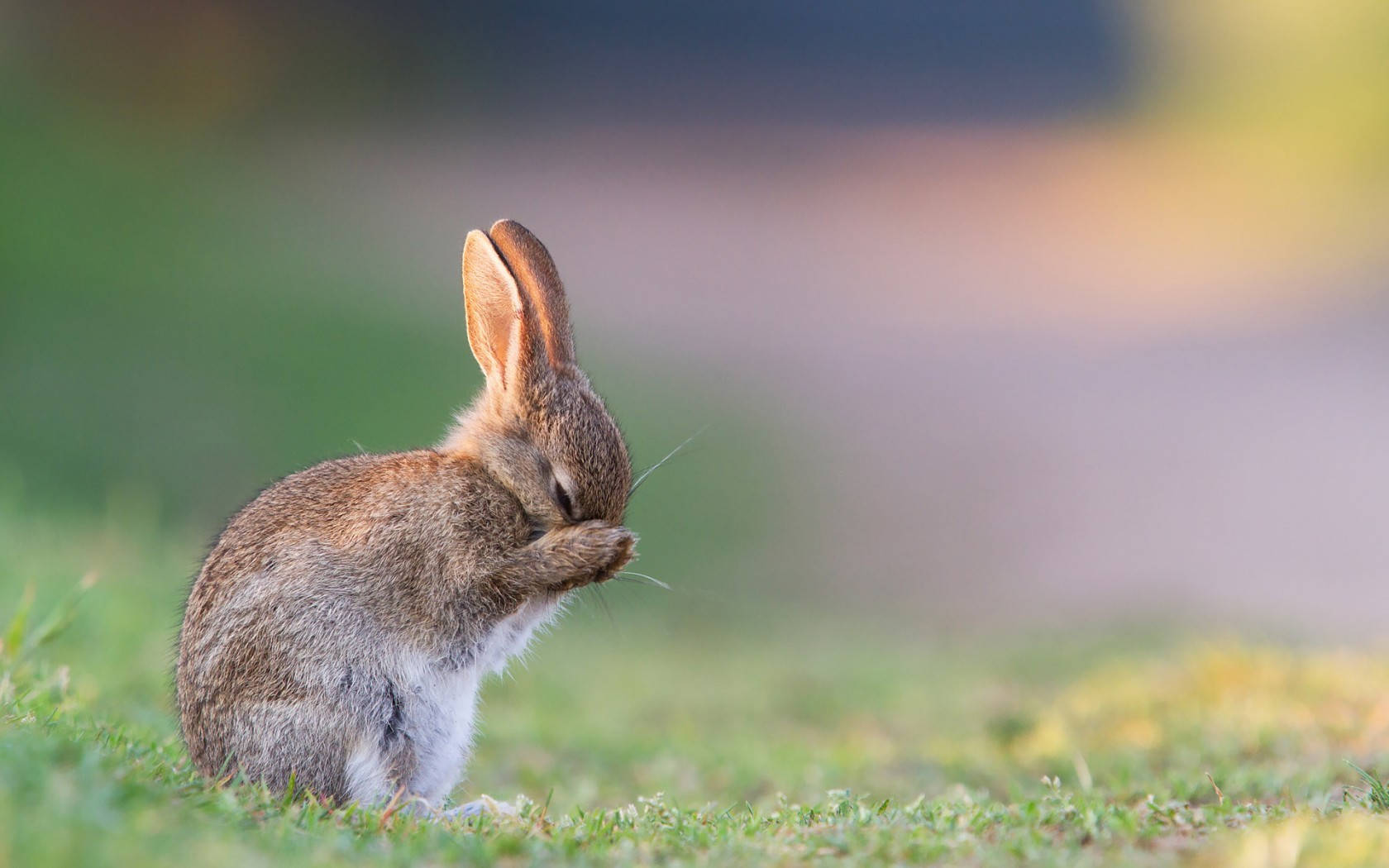 Cute Sad Rabbit Wallpaper