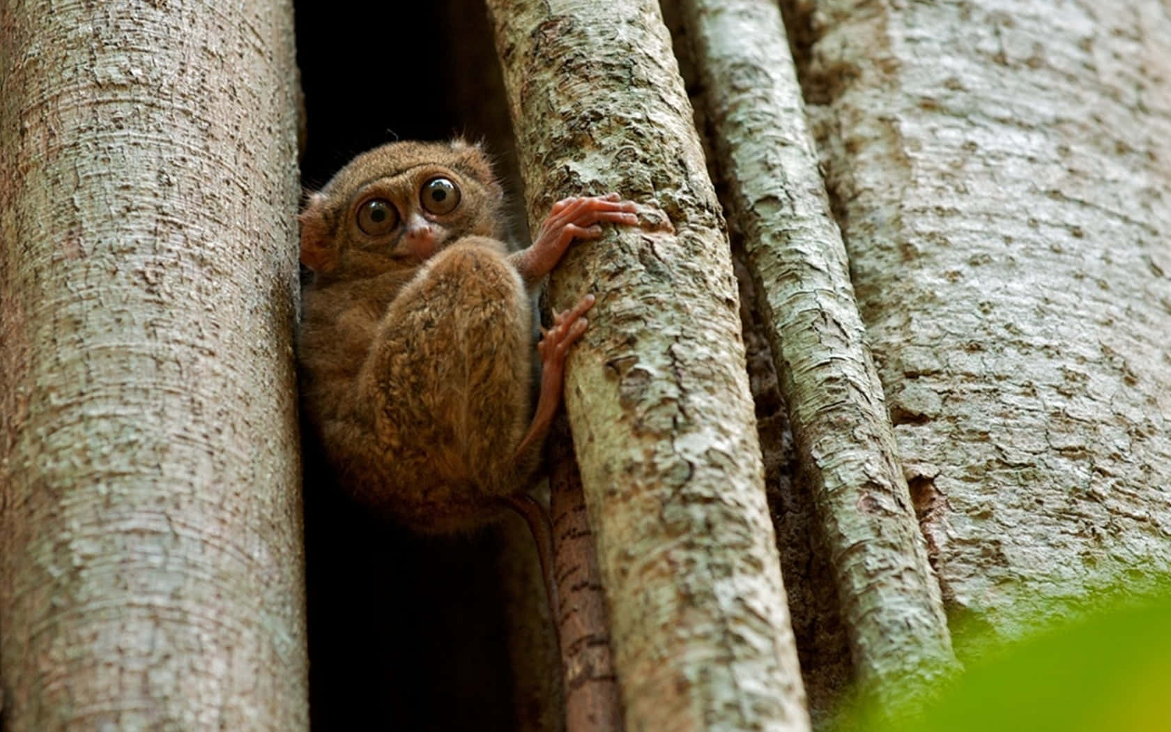 Cute Tarsier Of Sulawesi Wallpaper