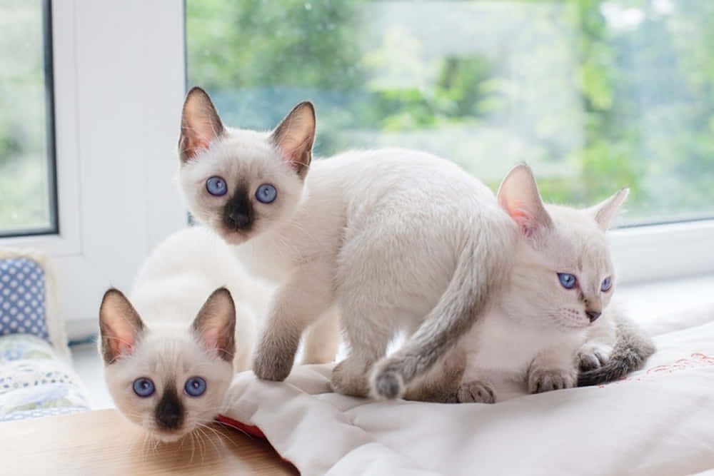 Cute Thai Blue Cat Relaxing On Green Grass Wallpaper